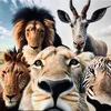 Animalfightclub