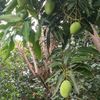 wongpatimban3
