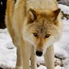 life_onpaws