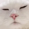 mieo.meoo