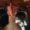 _bkfarm