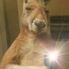 gglmfu_7