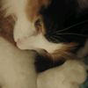 bettywhitethecat0