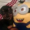 benipinico