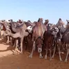 sidimed.mouhamed