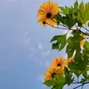 annafunny0