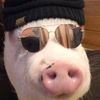 chilepiggy