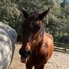 liv_horsegirly13