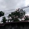 eflinwori1