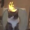 bibos.nub