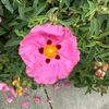 aylin.s062707