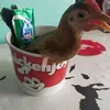 vhill_chicken