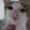 catthateatsdogfood1