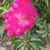 priyakhan9521