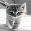 wet_cat15