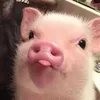 livluvspiggies