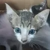 p_jai2bol
