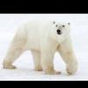 ilovepolarbearsss7