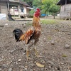 farm_manggeng