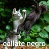 wenas3478