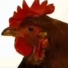 dhtvy