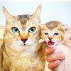 kittysfishs