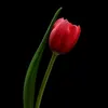 tulipe987
