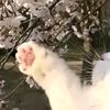 sofi_8301