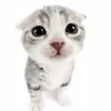 dwapalcewnatalce6