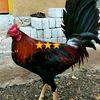 ranggoulu_.17