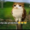 chatgptlover0