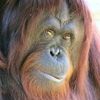 bigmonkey7381
