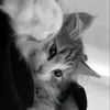 mewxinh_011
