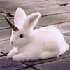 unicorn.bunny.pow