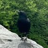 ghosty_chik