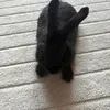 broimbatman4