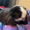 muffin_the_guinea_pig_o7