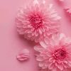 hanane_miel