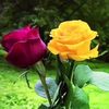 user4909527819681