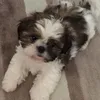 love.dogs.da.ana