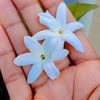 anusha.damayanthi467