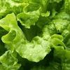 lechuga.fra08
