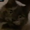 caiarc_
