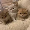 fluffycloudcattery