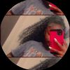 bbyscooom2x