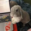 legallybuns