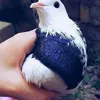 aydin.mehdiyev1