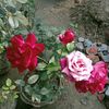 mis.nasha4