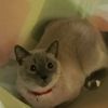 chris_gato0