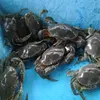 khanhsocola_69